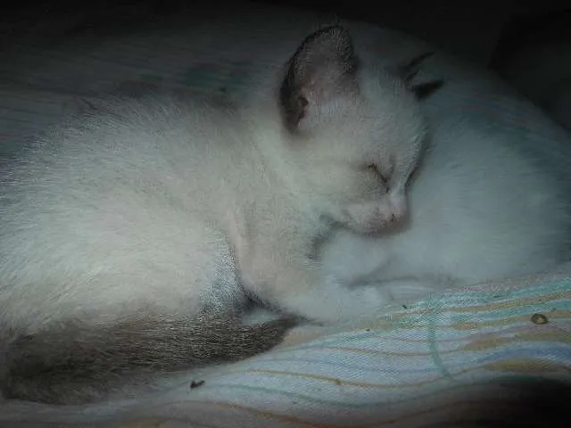 Gato ra a SRD idade Abaixo de 2 meses nome Fica por conta dos 