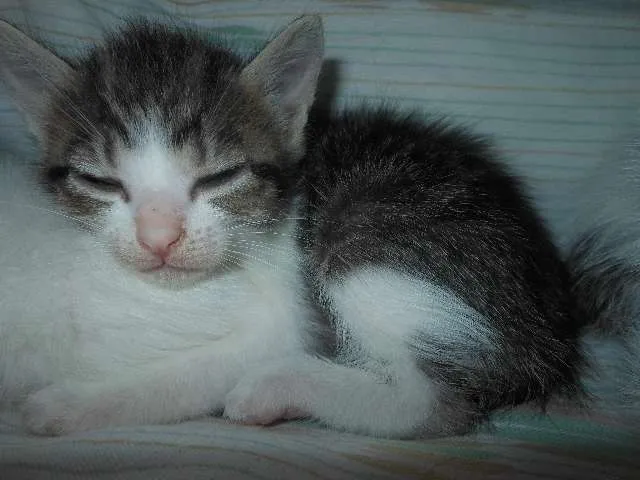 Gato ra a SRD idade Abaixo de 2 meses nome Fica por conta dos 