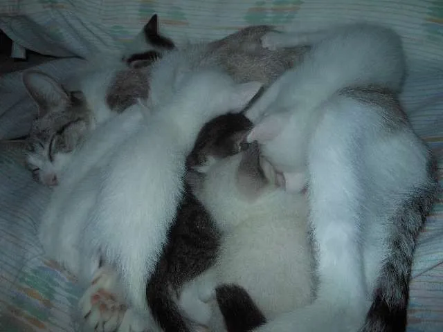 Gato ra a SRD idade Abaixo de 2 meses nome Fica por conta dos 