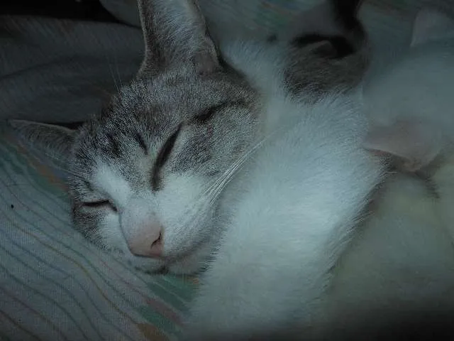 Gato ra a SRD idade Abaixo de 2 meses nome Fica por conta dos 