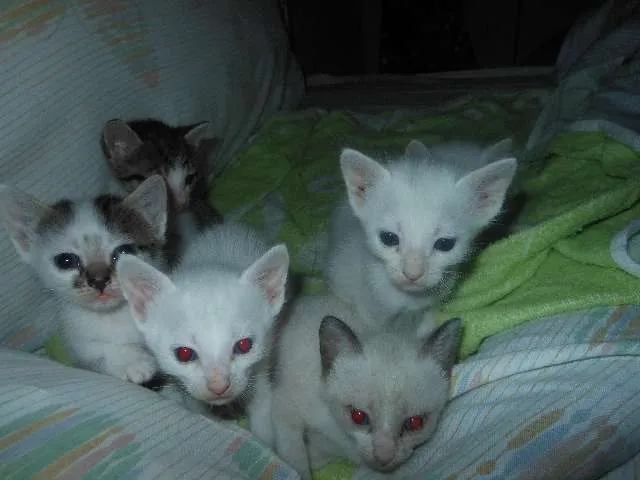 Gato ra a SRD idade Abaixo de 2 meses nome Fica por conta dos 