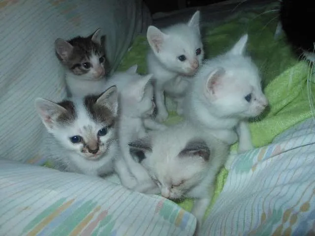 Gato ra a SRD idade Abaixo de 2 meses nome Fica por conta dos 