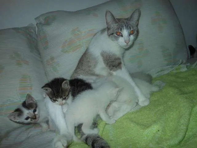 Gato ra a SRD idade Abaixo de 2 meses nome Fica por conta dos 