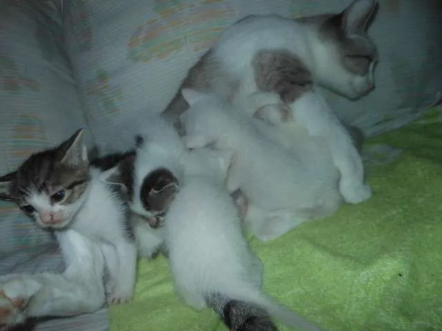 Gato ra a SRD idade Abaixo de 2 meses nome Fica por conta dos 
