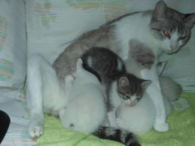 Gato ra a SRD idade Abaixo de 2 meses nome Fica por conta dos 