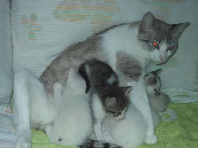Gato ra a SRD idade Abaixo de 2 meses nome Fica por conta dos 