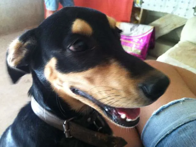 Cachorro ra a mestiço idade 2 a 6 meses nome bidu