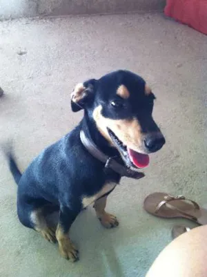 Cachorro raça mestiço idade 2 a 6 meses nome bidu