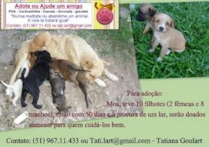 Cachorro raça SRD idade Abaixo de 2 meses nome filhotes Moa