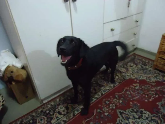 Cachorro ra a SRD idade 2 anos nome Preta