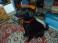 Preta