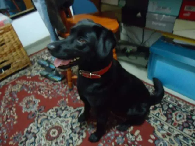 Cachorro ra a SRD idade 2 anos nome Preta