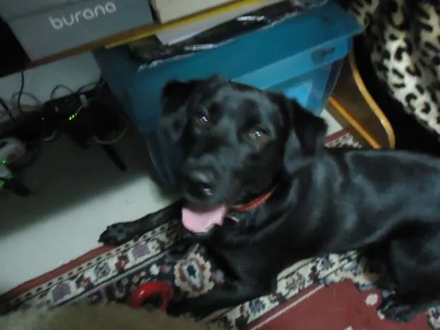 Cachorro ra a SRD idade 2 anos nome Preta