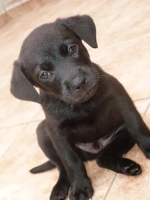 Cachorro ra a SRD idade 2 a 6 meses nome Lindinhos