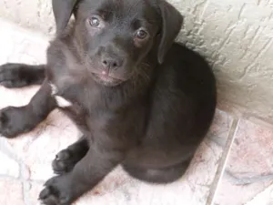 Cachorro raça SRD idade 2 a 6 meses nome Lindinhos