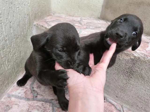 Cachorro ra a SRD idade 2 a 6 meses nome Lindinhos