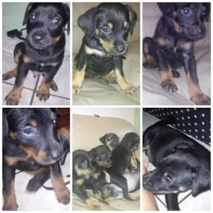 Cachorro raça raça não definida idade 2 a 6 meses nome varios
