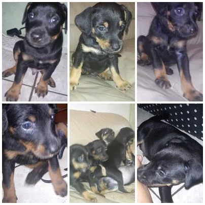 Cachorro ra a raça não definida idade 2 a 6 meses nome varios