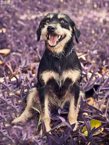 Cachorro ra a SRD idade 2 anos nome Max