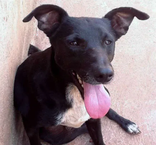 Cachorro ra a SRD idade 2 anos nome Kiko