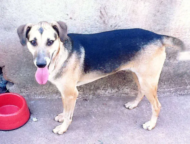 Cachorro ra a SRD idade 1 ano nome Luizinho