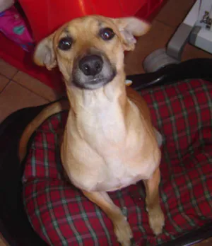 Cachorro raça SRD idade 1 ano nome Huiguinho