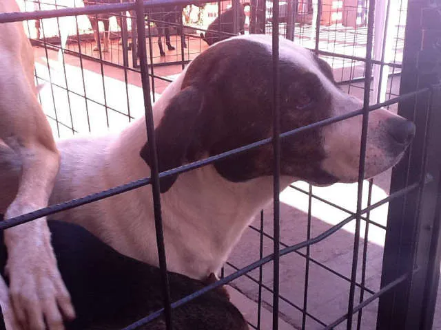 Cachorro ra a SRD idade 4 anos nome Mocinha
