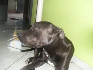 Cachorro raça Pit Bull idade 5 anos nome Negao