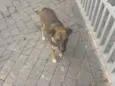 Pituca