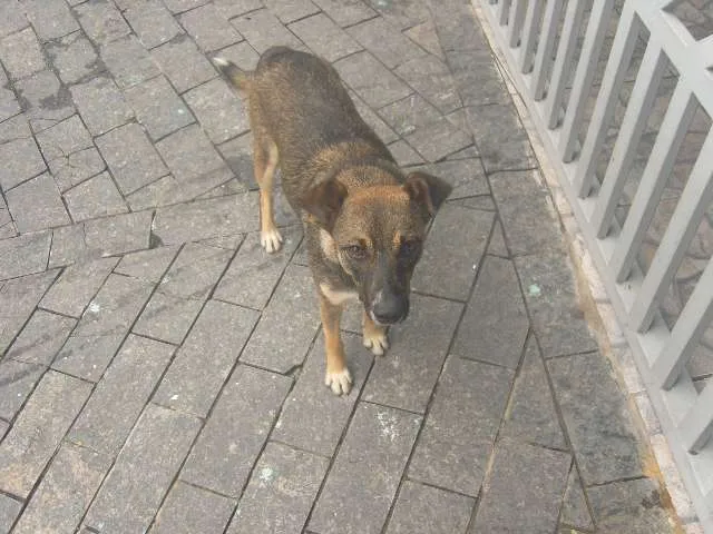 Cachorro ra a Sem raça definida idade 2 a 6 meses nome Pituca