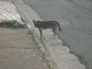 Cachorro raça Sem raça definida idade 2 a 6 meses nome Pituca