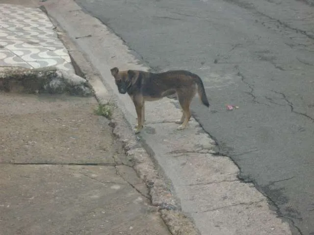 Cachorro ra a Sem raça definida idade 2 a 6 meses nome Pituca