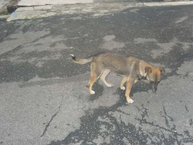 Cachorro ra a Sem raça definida idade 2 a 6 meses nome Pituca