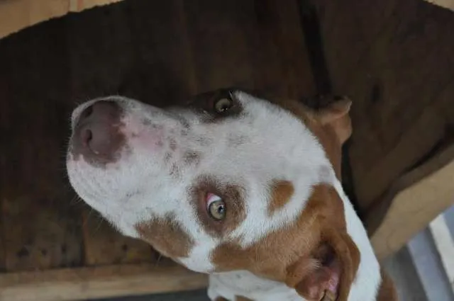 Cachorro ra a mistura de pitt bull idade 2 a 6 meses nome sem nome