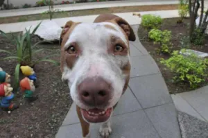 Cachorro raça mistura de pitt bull idade 2 a 6 meses nome sem nome
