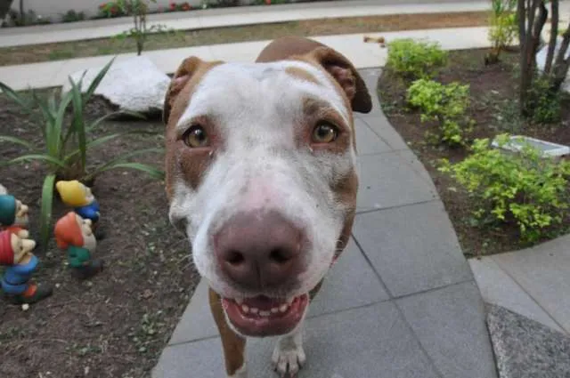 Cachorro ra a mistura de pitt bull idade 2 a 6 meses nome sem nome