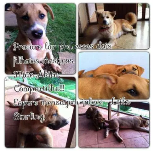 Cachorro ra a SRD idade 2 a 6 meses nome sem nome