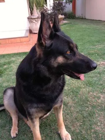 Cachorro ra a Pastor Alemão idade 5 anos nome SAMANTHA GRATIFICA
