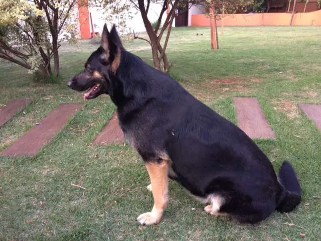 Cachorro ra a Pastor Alemão idade 5 anos nome SAMANTHA GRATIFICA