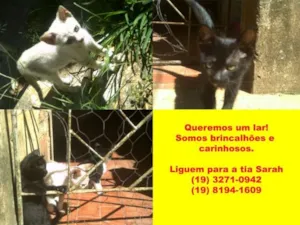 Gato raça vira lata idade Abaixo de 2 meses nome varios