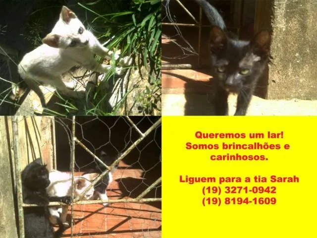 Gato ra a vira lata idade Abaixo de 2 meses nome varios