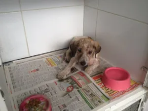 Cachorro raça SRD idade 2 a 6 meses nome -