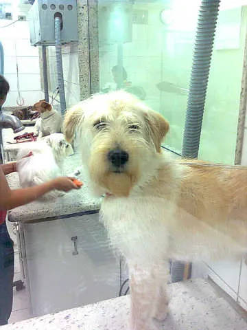 Cachorro ra a raça não definida idade 7 a 11 meses nome Rady