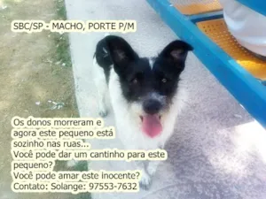 Cachorro raça SRD idade 3 anos nome BOBBY