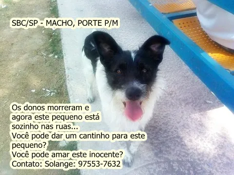 Cachorro ra a SRD idade 3 anos nome BOBBY