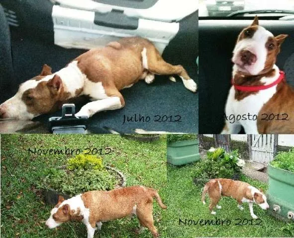 Cachorro ra a PIT/BULL TERRIER idade 6 ou mais anos nome BROWN