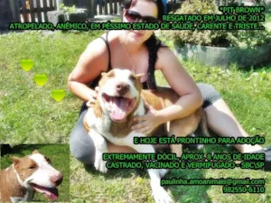 Cachorro raça PIT/BULL TERRIER idade 6 ou mais anos nome BROWN