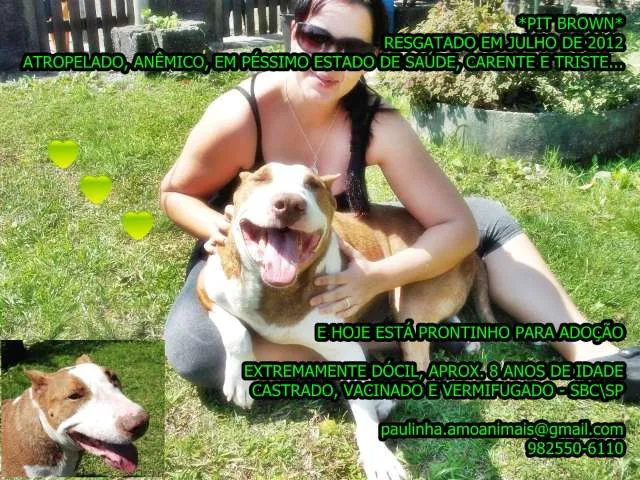 Cachorro ra a PIT/BULL TERRIER idade 6 ou mais anos nome BROWN