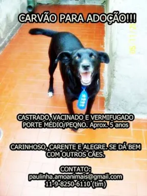 Cachorro raça SRD idade 5 anos nome CARVÃO