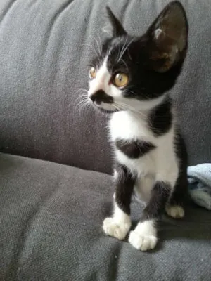 Gato raça SRD idade 2 a 6 meses nome Salvador Dali